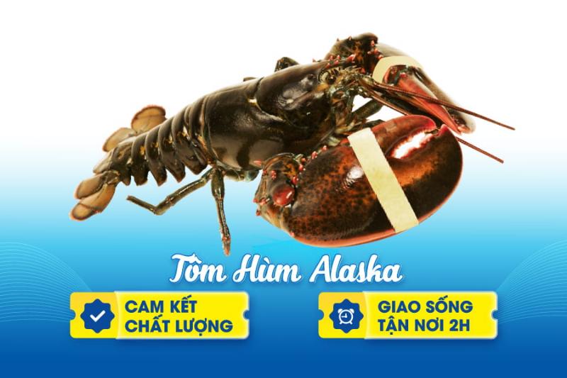 Giá tôm hùm Alaska sống và đông lạnh có sự chênh lệch lớn do chi phí vận chuyển và bảo quản.
